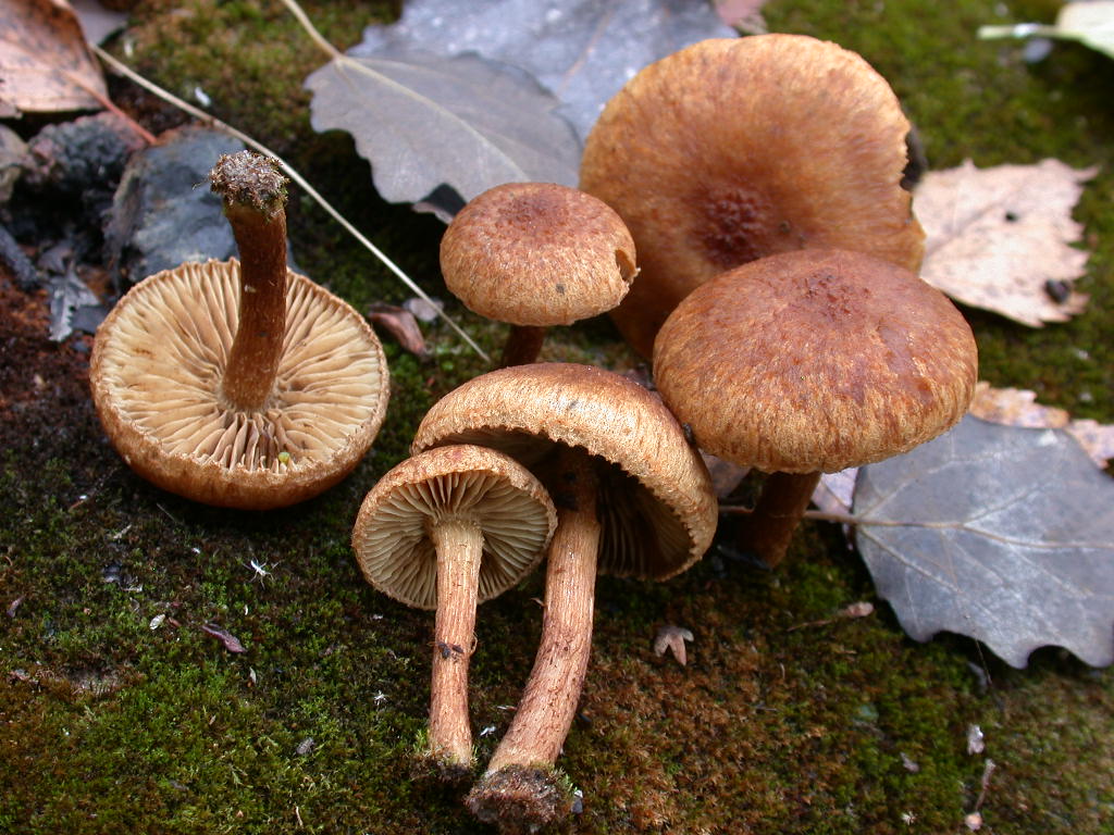 Inocybe sp.